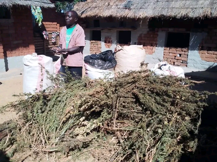 Man Fined K1 Million Over 85kg of Cannabis in Chitipa