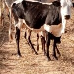 Ntchisi Police Recover Three Stolen Cattle, Hunt for Suspects