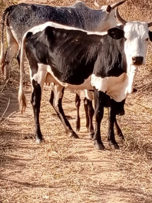 Ntchisi Police Recover Three Stolen Cattle, Hunt for Suspects