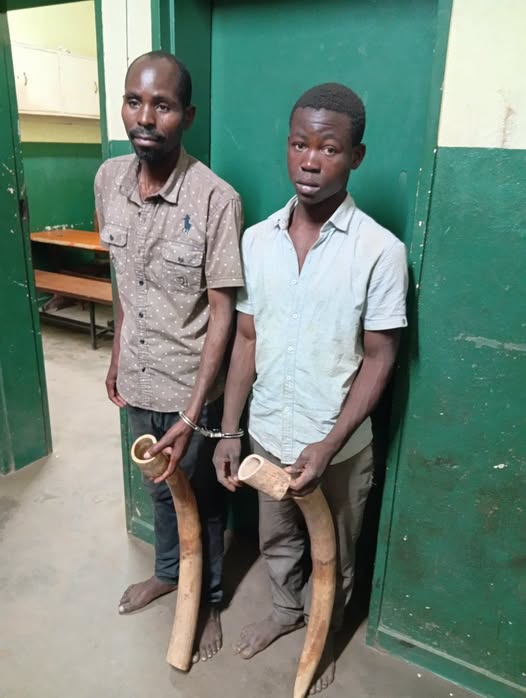 Police Arrest Two Suspects with Elephant Tusks in Nchalo